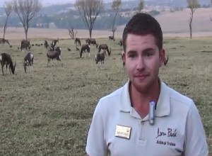 Lions and MICE – Lion Park Johannesburg Shandor Larenty Lion Park Johannesburg